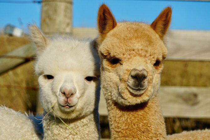 Shamarra Alpaca Farm Tours - Getting there: the part that can make or break your day