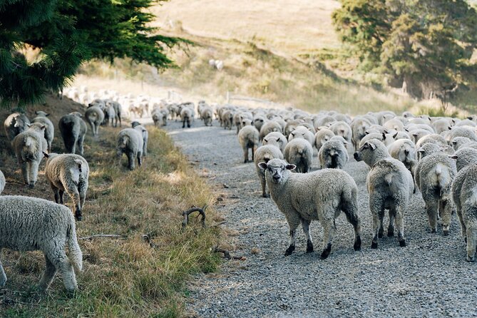 Sheep Farm Day Trip from Christchurch + Lunch and Winery visit. - Price and what $183.07 really buys you