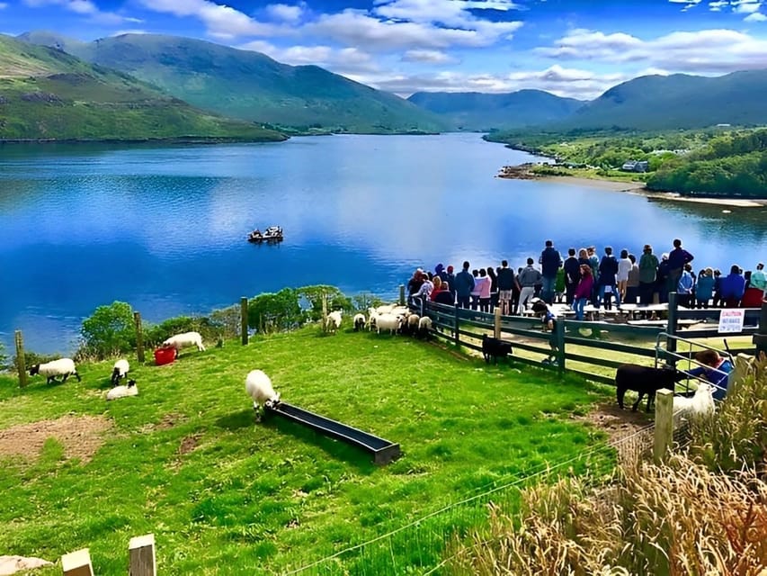 Sheepdog herding demo on working sheep farm. Galway. Guided. - Key things to know before you go