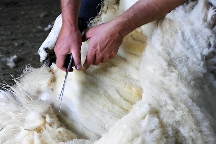Sheepdog herding demo on working sheep farm. Galway. Guided. - Sheep shearing in summer: practical, hands-on reality