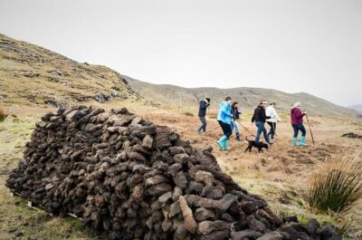 Sheepdog herding demo on working sheep farm. Galway. Guided. - Sheepdog herding demo: the smartest part of the day