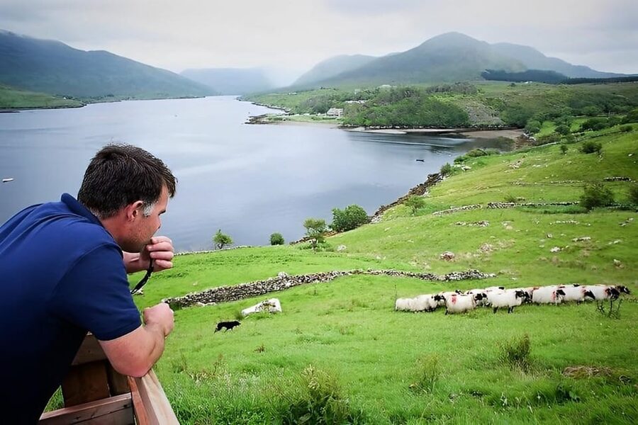 Sheepdog herding demo on working sheep farm. Galway. Guided. - What the guide actually helps you understand
