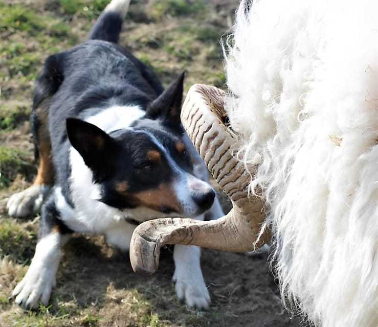 Sheepdog herding demo on working sheep farm. Galway. Guided. - Best time to go and what weather changes