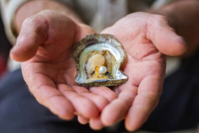 Shell to Showroom - Sydney's only Pearl Farm Experience - Cruise time on the lower Hawkesberry River: seeing the leases up close