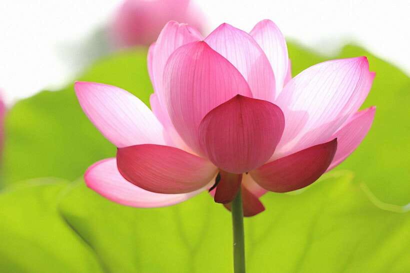 Siem Reap Lotus Silk Farm Discovery tour & Lake experience - The Lotus Silk Farm Tour: How Rare Fiber Becomes Silk
