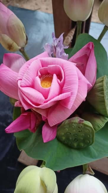 Siem Reap: Lotus Silk Farm- Tour, Lake & Masterclass - Meeting at Biolab Cafe: the easiest start point (and how to avoid stress)