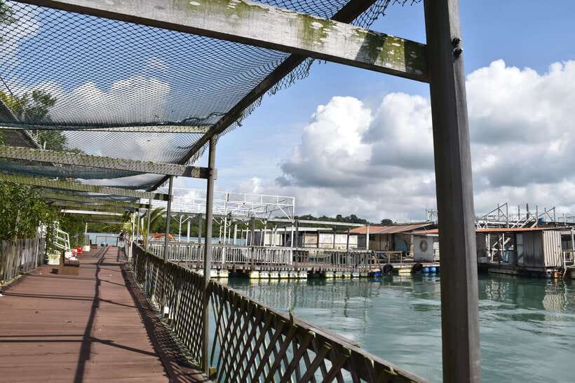 Singapore: Guided Boat Tour and Kelong Fish Farm Visit - Pulau Ubin from the sea: wildlife and mangrove habitat
