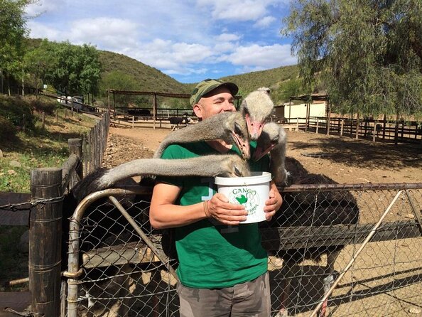 Skip the Line: Highgate Ostrich Farm Tour Ticket - Key highlights worth knowing before you go