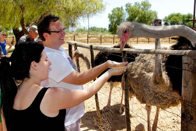 Skip the Line: Highgate Ostrich Farm Tour Ticket - What happens during the 75-minute tour (and why the pacing works)