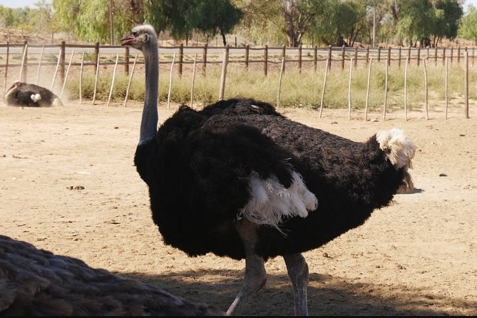 Skip the Line: Highgate Ostrich Farm Tour Ticket - Crafts from feathers, eggs, and leather: more than a souvenir stop