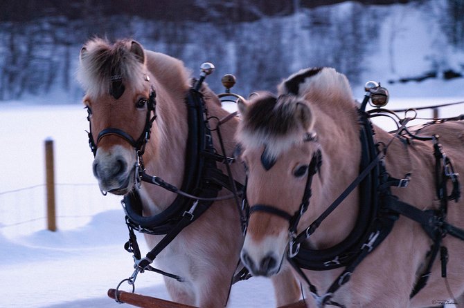 Sleigh Ride w/ snacks - Experience Arctic Farm Life - The 30–40 minute sleigh ride: blankets, fjord horses, and aurora odds