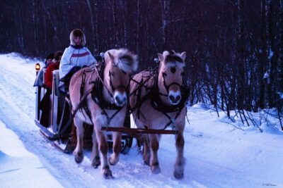 Sleigh Ride w/ Tapas Meal - Experience Arctic Farm Life - Pickup in Alta, plus timing that keeps it stress-free