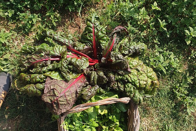 Slowlife Family Farm- Cook with us From Garden to Table Syracuse - Off-grid living and an archaeological farm walk