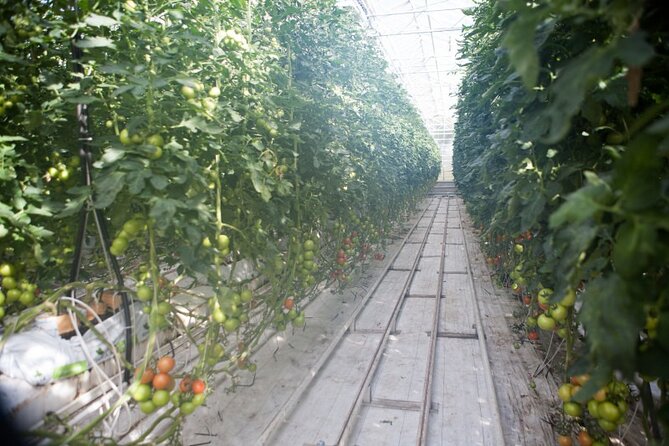 Small Group Golden Circle with Kerid Crater & Tomato Farm Visit - Price and value: what $115 gets you (and what it doesn’t)
