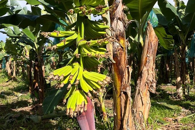 Small train tour of a banana farm in Martinique - Rain-Friendly and Family-Friendly, with Real-World Comfort Notes