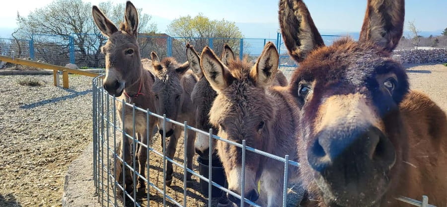 Šmrika (near Rijeka/Krk/Crikvenica) Donkey Farm Family Fun - Conservation and care learning that doesn’t feel like homework
