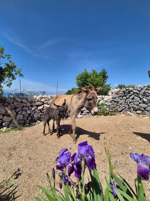 Šmrika (near Rijeka/Krk/Crikvenica) Donkey Farm Family Fun - What you actually do with the donkeys (and why it’s so satisfying)