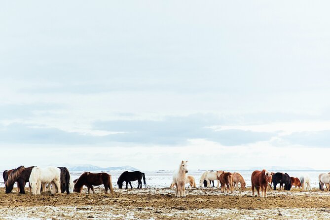 Snæfellsnes in Spanish with lunch on a farm Minibus - Lýsuhóll farm lunch and Icelandic horses