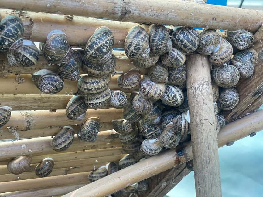 Snail and olive farm tour with table olives & homemade sweet - Getting There and Finding Snail Farm and Fun