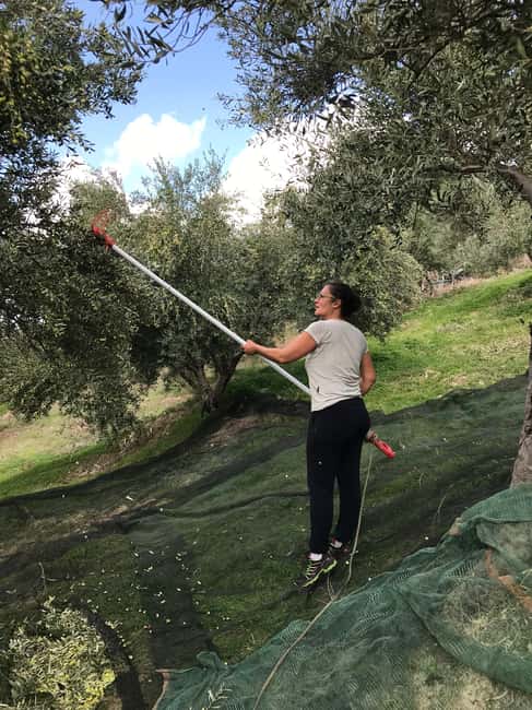 Snail and olive farm tour with table olives & homemade sweet - Practical Tips: Timing, Comfort, and What to Bring