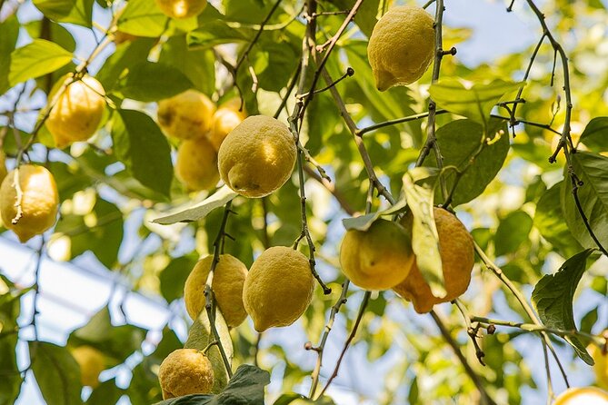 Sorrento Ape Tour, Lemon Garden, Mozzarella Show & Pizza Class - Who should book this tour (and who might skip)