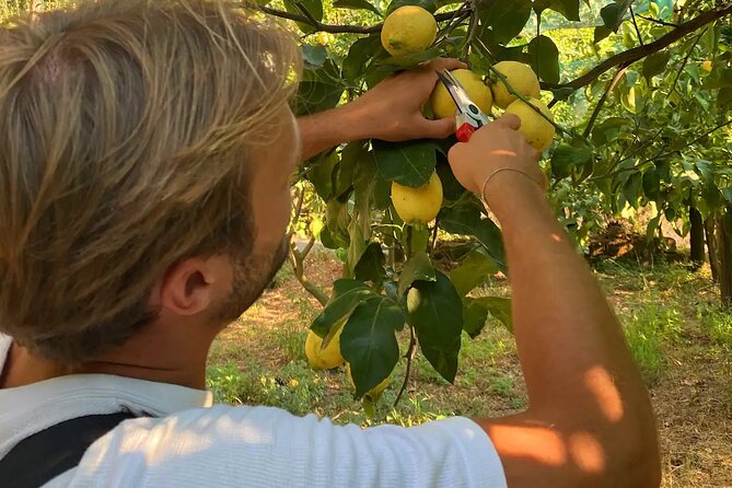 Sorrento: Authentic Lemon Experience at a Farm with Tastings - A real lemon grove lesson on the Sorrento Coast
