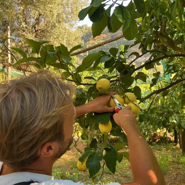 Sorrento: Authentic Lemon Experience in a Farm with Tastings - Your Lemonade Moment: From Handpicked Fruit to a Glass You Made