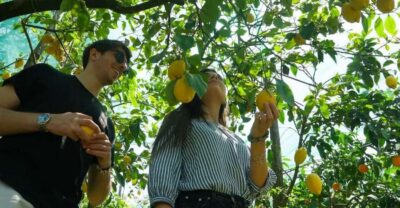 Sorrento: Authentic Lemon Experience in a Farm with Tastings - Inside the Lemon Groves: How You Pick Sorrento Lemons Like a Pro