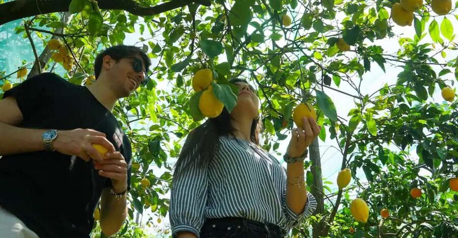 Sorrento: Authentic Lemon Experience in a Farm with Tastings - Inside the Lemon Groves: How You Pick Sorrento Lemons Like a Pro