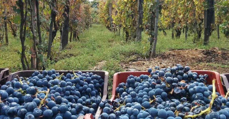 Sorrento: Family Farm Experience with Lunch - Key things to know before you go