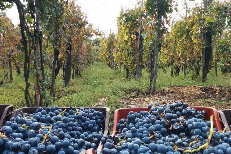 Sorrento: Family Farm Experience with Lunch - Tastings that explain the flavors: olive oil, limoncello, jams