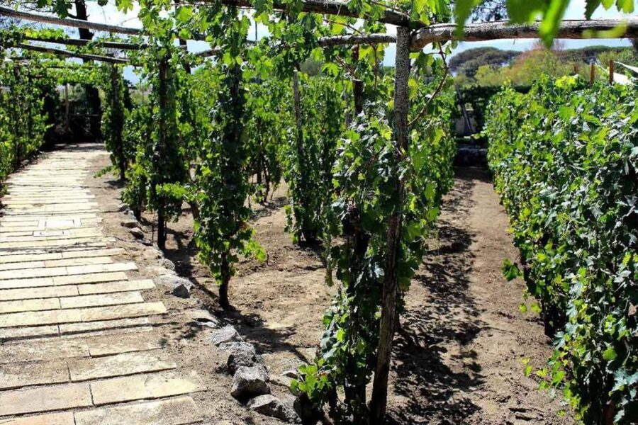 Sorrento: Family Farm Experience with Lunch - Traditional lunch at the farm (with drinks): what to expect