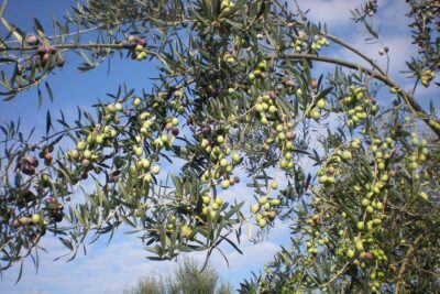 Sorrento Farm and Food Experience including Olive Oil, Limoncello, Wine tasting - Getting to the hills is the easy part (thanks to the ride)