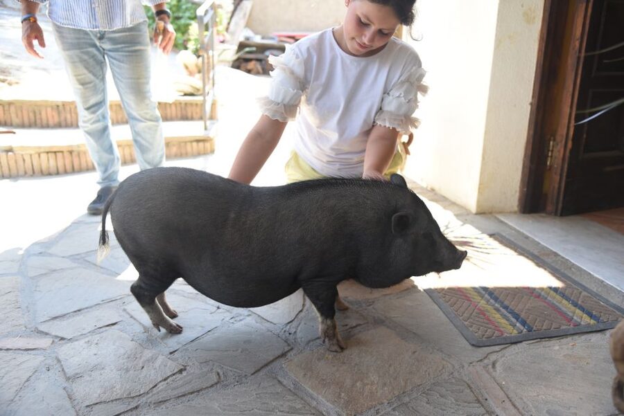 Sorrento: Farm Tour with Cheese Tasting & Pizza Making Class - Key things that make this Primaluce farm experience worth your time