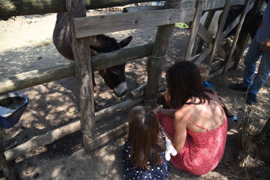 Sorrento: Farm Tour with Cheese Tasting & Pizza Making Class - The farmhouse lunch: cold cuts, fresh mozzarella, seasonal first course, dessert