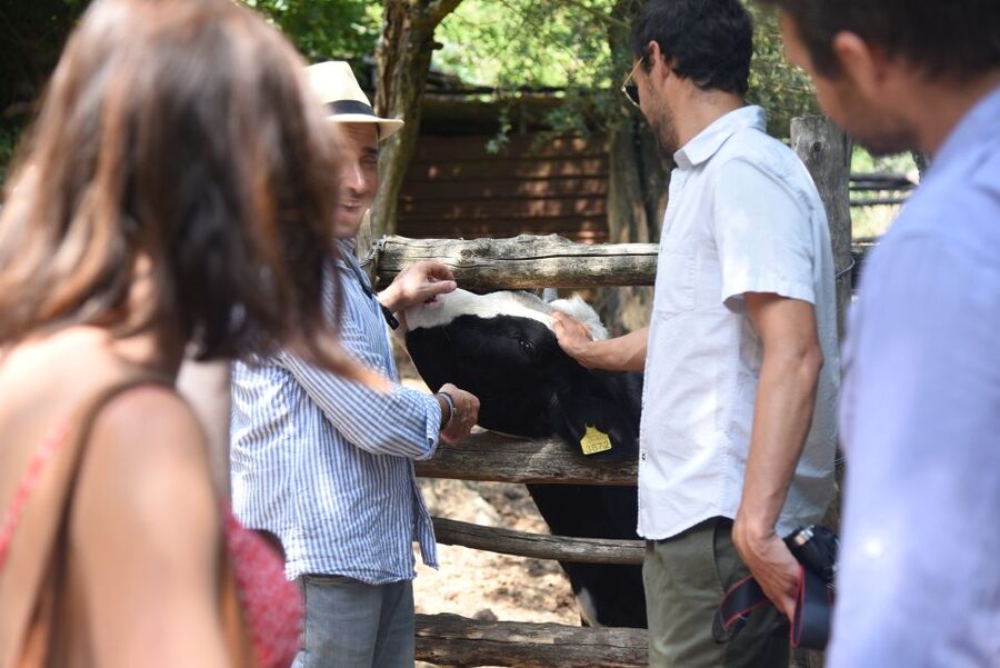 Sorrento: Farm Tour with Cheese Tasting & Pizza Making Class - Who should book this Primaluce farm tour (and who might want to skip it)
