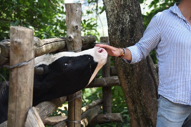 Sorrento Half-Day Farm Experience: Pizza, Cheese Making and Wine - Cheese Tasting and Mozzarella Moments That Actually Teach