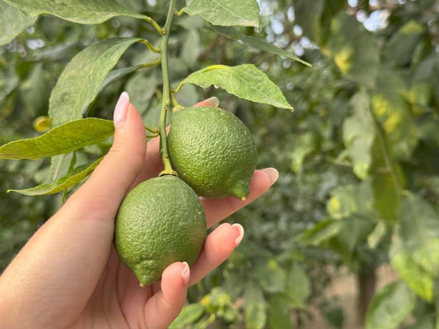 Sorrento: Lemon Tour & Farm Breakfast - The lemon grove walk: learning the seasons in 90 minutes