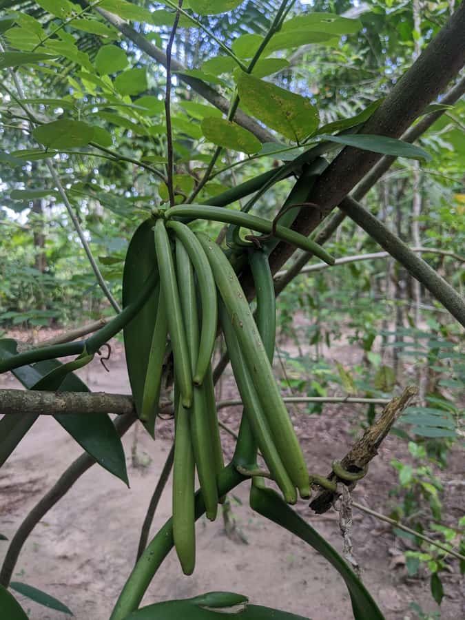Spice Farm Bike Tour: Pedal Through Aromatic Adventures - Lunch on Zanzibar terms: Swahili flavors and calm farm energy