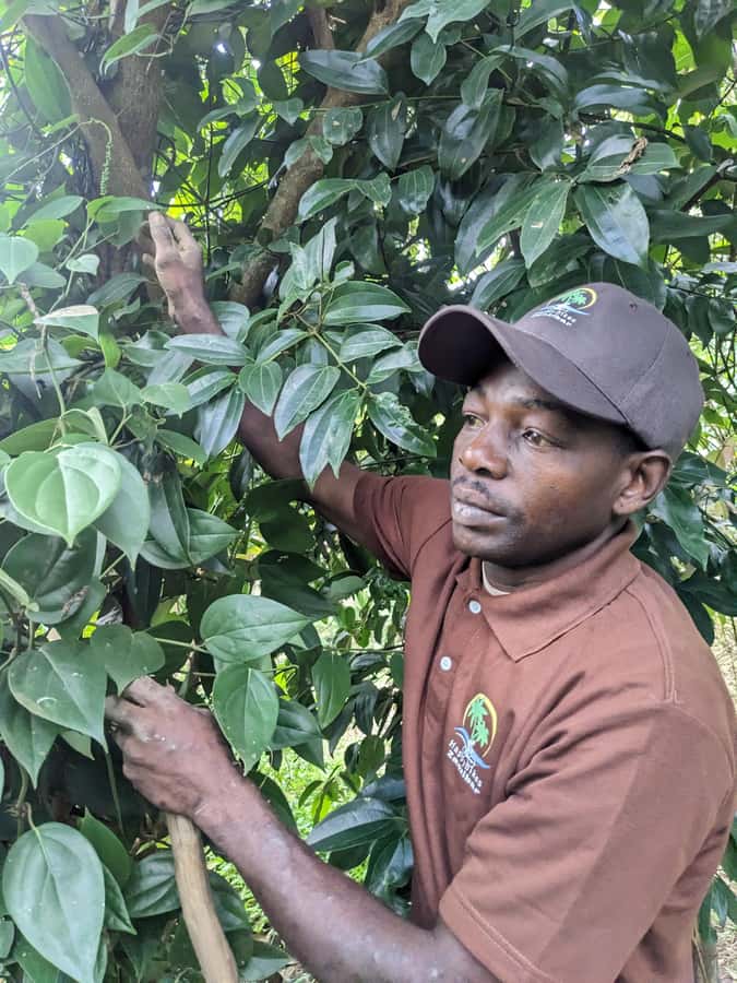 Spice Farm Bike Tour: Pedal Through Aromatic Adventures - Returning through Masingini Forest for red colobus monkey moments