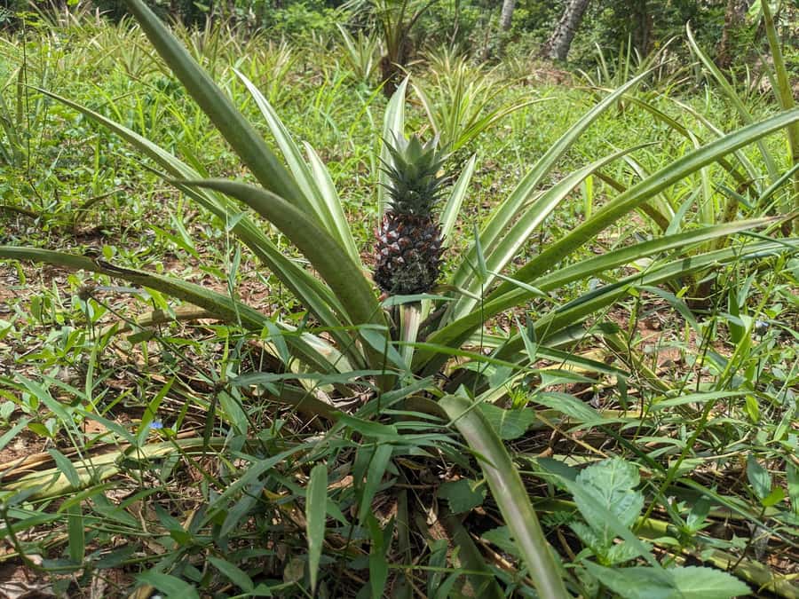 Spice Farm Bike Tour: Pedal Through Aromatic Adventures - What to bring (and what not to wear) for a smooth ride