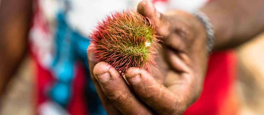 Spice Farm - spice up your life in Zanzibar - Key Highlights Worth Booking For
