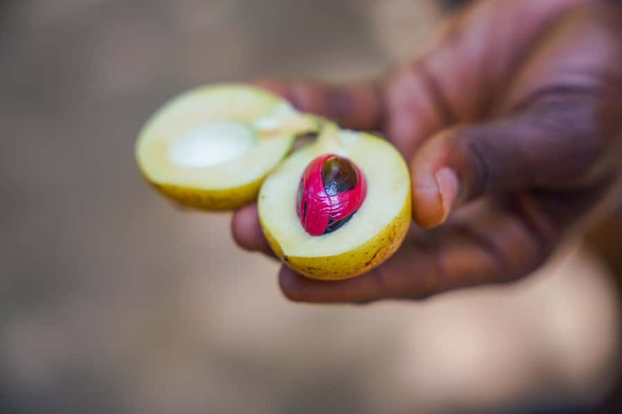 Spice Farm - spice up your life in Zanzibar - Spice Farm in Unguja: Why This Tour Feels Different
