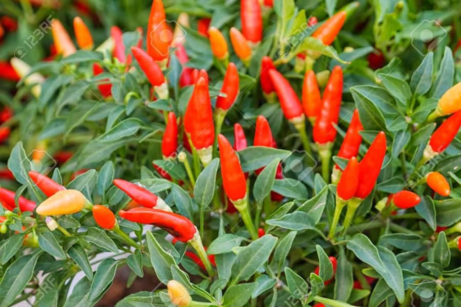 Spice Farm - spice up your life in Zanzibar - Cinnamon, Clove, Vanilla, and the Smell-First Walk