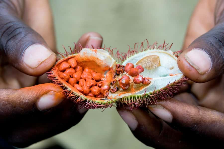 Spice Farm - spice up your life in Zanzibar - Languages and Guide Support in the Same Visit