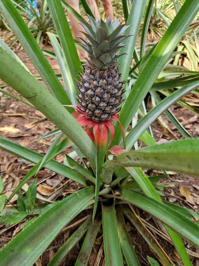 Spice farm,Stone town and Jozani forest tour with lunch - Price and logistics: is $85 good value?
