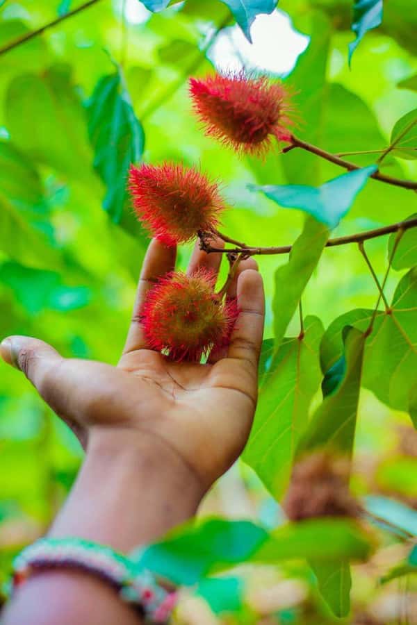 Spice farm,Stone town and Jozani forest tour with lunch - What to bring (and what to leave at home)