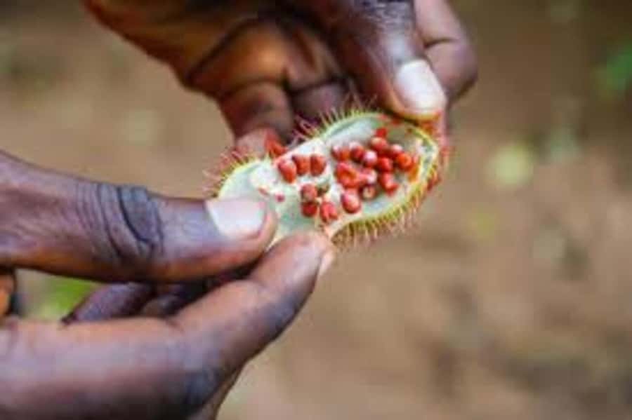 Spice farm,Stone town and Jozani forest tour with lunch - Who this tour suits best (and who should skip it)