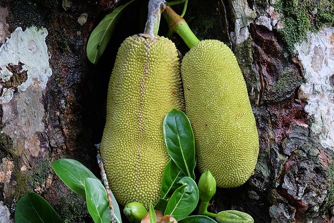 Spice Farm Tour -Half Day - Key highlights you’ll feel right away