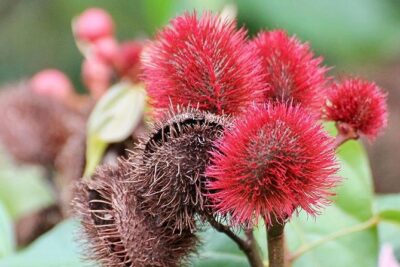 Spice Farm Tour -Half Day - Walking the spice shamba: your plant lesson actually makes sense